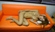Asami Aizawa - Pornimage Hot Nude P6 No.2489ff